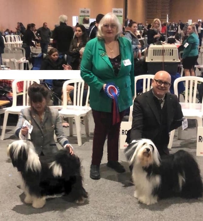 Kybo tibetan sale terriers